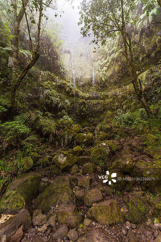 精灵森林，森林中的树木图片素材