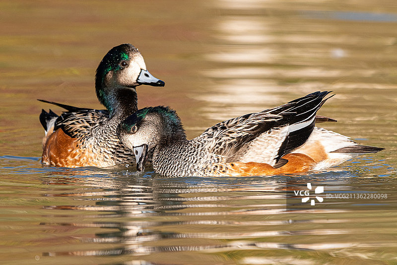 游泳的雌性绿头鸭图片素材