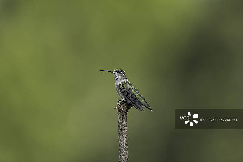 花园中栖息的蜂鸟图片素材