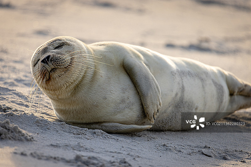 ，周末，海豹在海滩上的特写，赫尔戈兰，德国图片素材