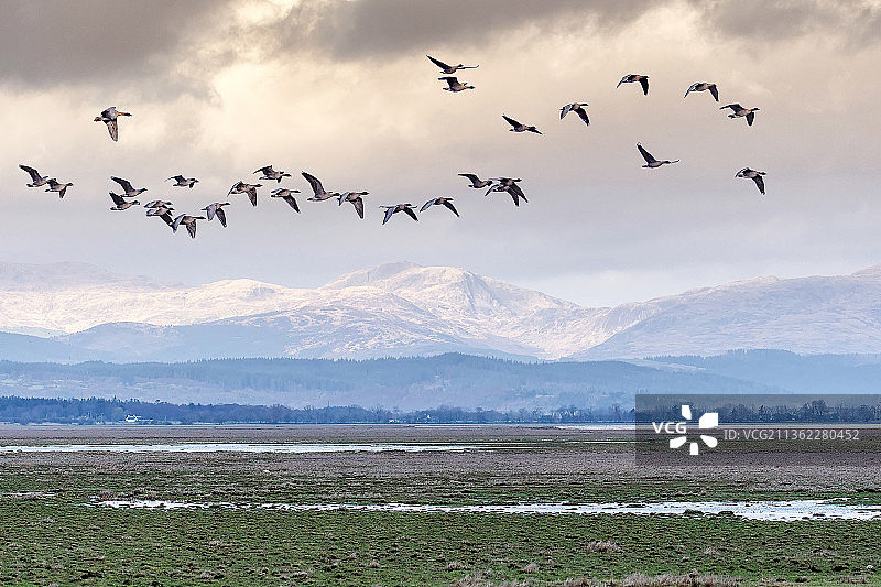 英国雪山上空飞翔的鹅群图片素材