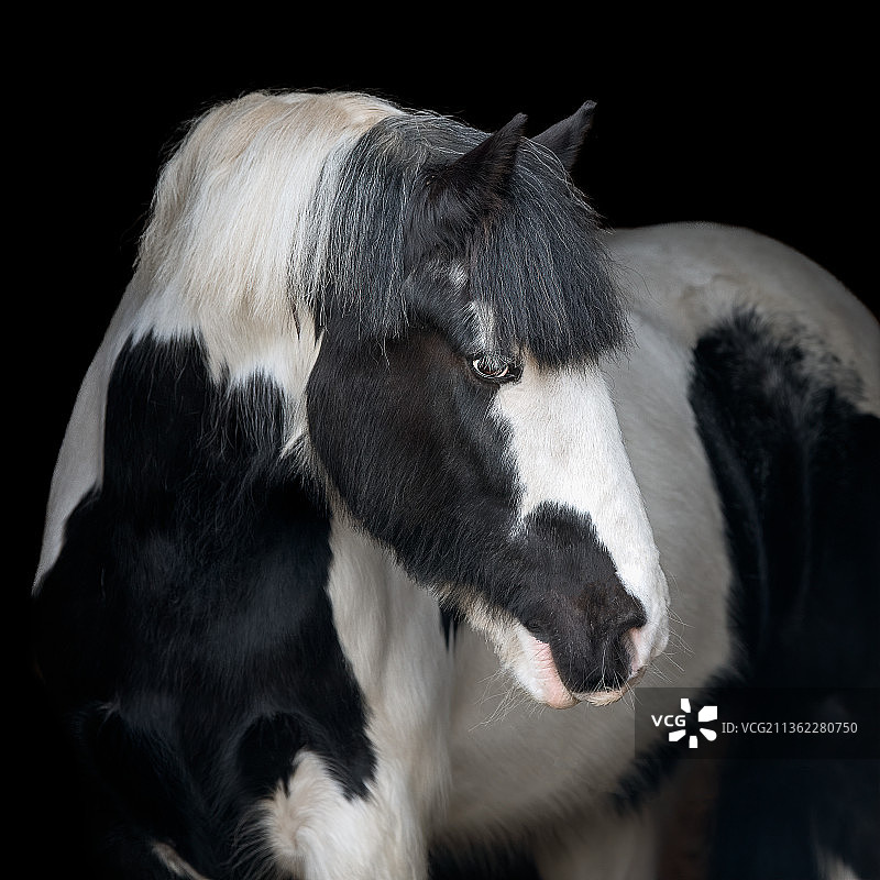 爱尔兰科布矮马在黑色背景下的特写，英国图片素材