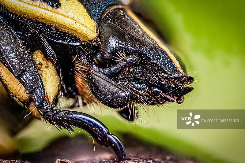 树叶上的昆虫特写，巴西图片素材