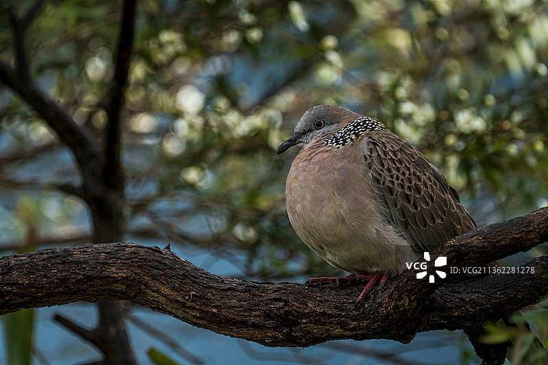 蹲伏，低角度看鸽子栖息在树上图片素材