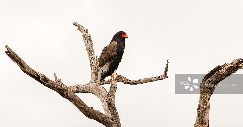 守望者：冕 Caracara 鸟在树上栖息，南非林波波省图片素材