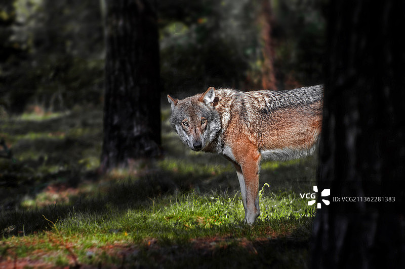 站在田野里的狐狸的肖像图片素材