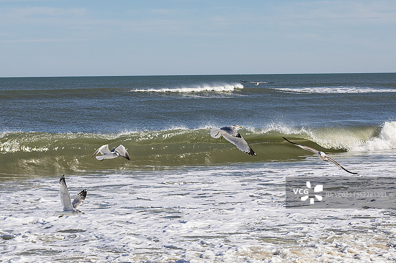 海滩海鸥与海景图片素材