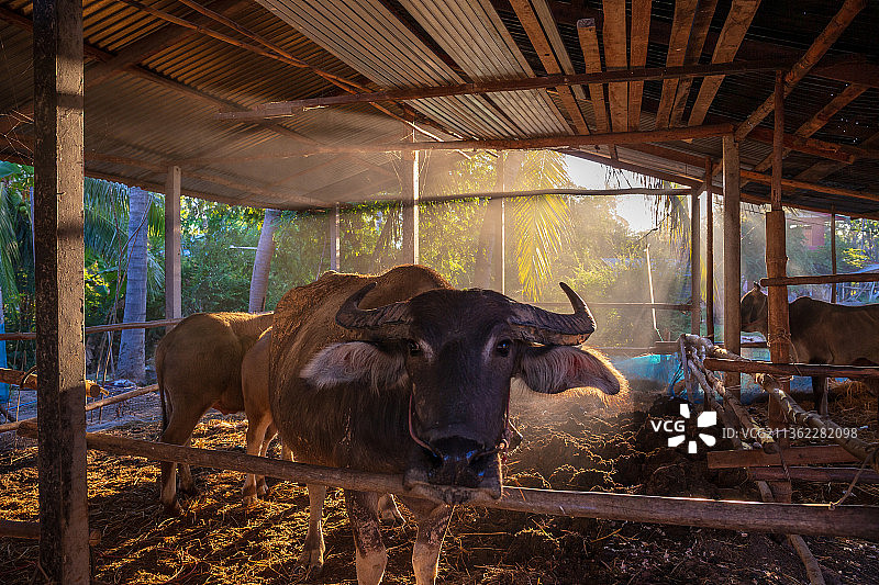 田野里站立的牛的画像图片素材