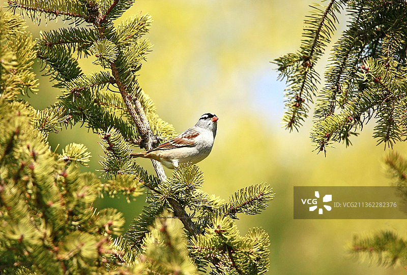 白冠麻雀，低角度观察栖息在树上的鸣禽图片素材
