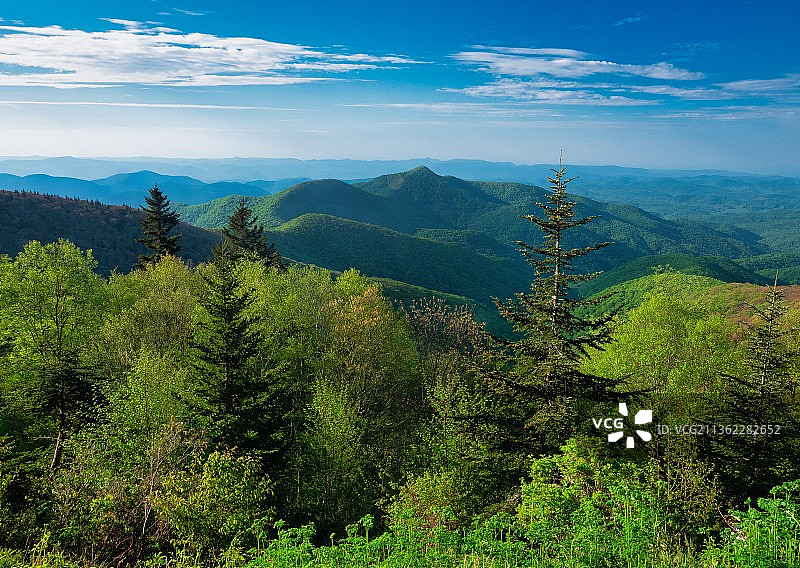 美国北卡罗来纳州松树天空风光图片素材