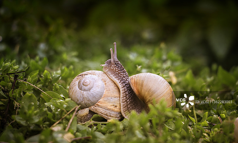 乌克兰草地上的蜗牛特写图片素材