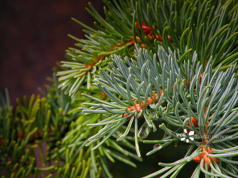 蓝色云杉水滴松树特写图片素材