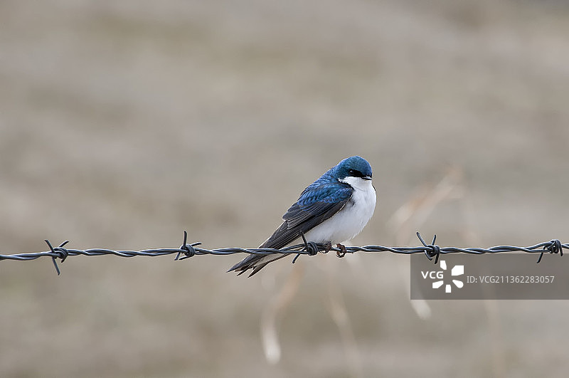 家燕栖息在带刺铁丝网上图片素材