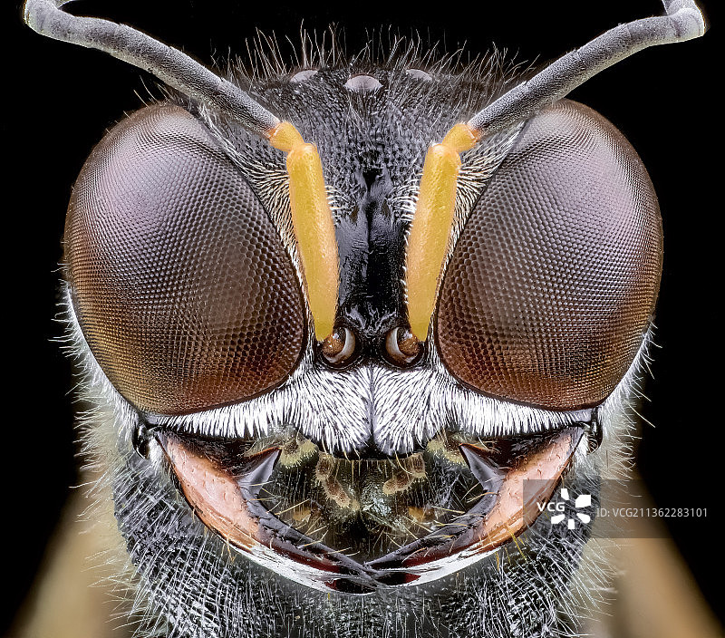 Lestica clypeata黄蜂的特写，黑色背景图片素材