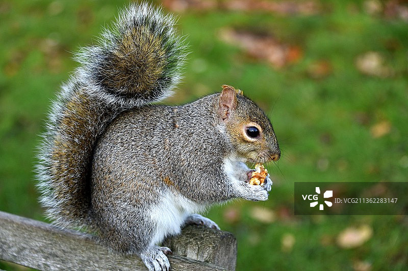松鼠在栏杆上吃花生图片素材
