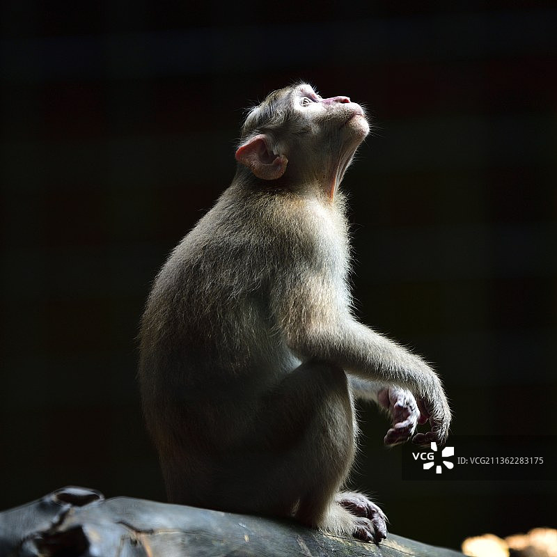 猴子特写：猕猴坐在挡土墙上图片素材