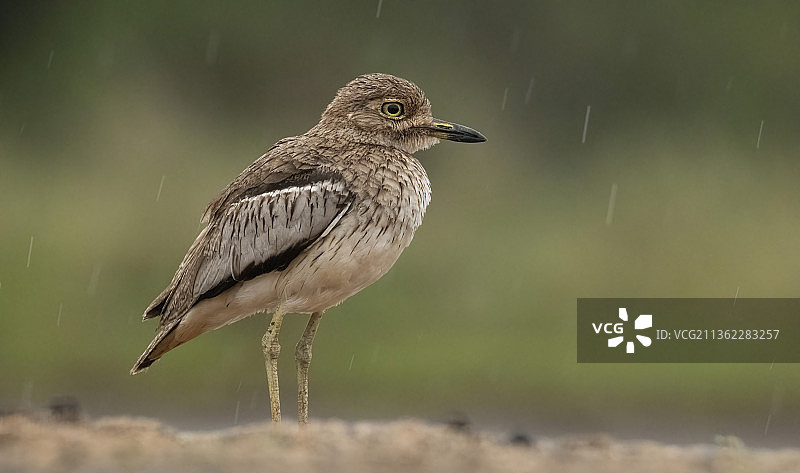 弯腰栖息：南非姆库泽湿地上的丘鹬特写图片素材