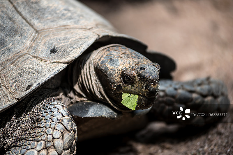 饥饿的乌龟，加拉帕戈斯巨龟龟壳特写，泰国图片素材