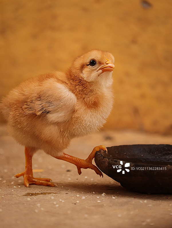 印度乡村的小鸡照片图片素材