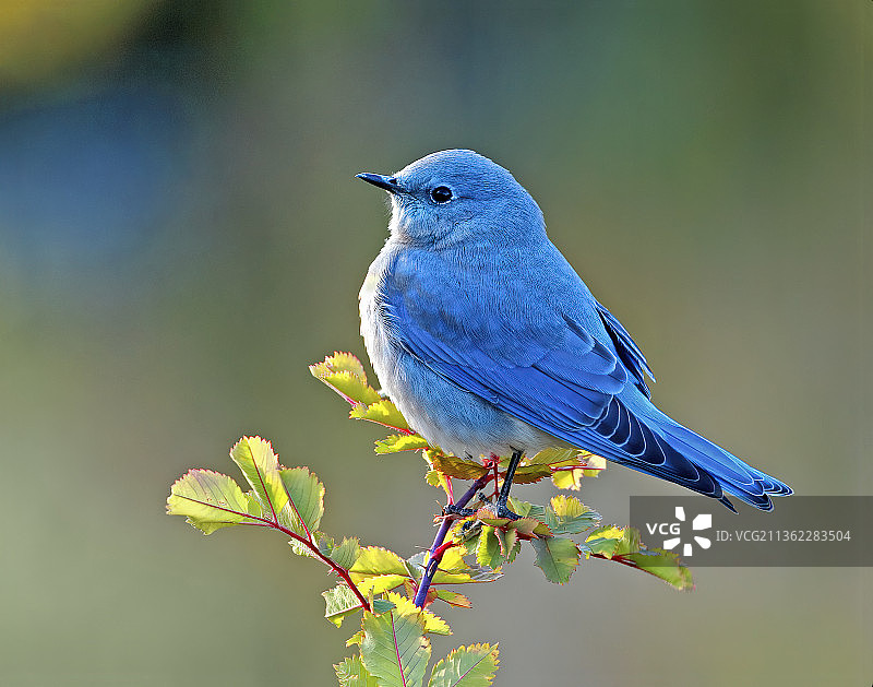 歌雀栖息在树枝上的特写，美国科罗拉多州图片素材