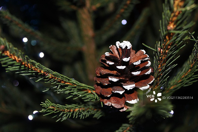 树上的松果特写图片素材