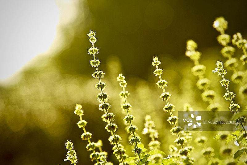 罗勒湿叶特写图片素材