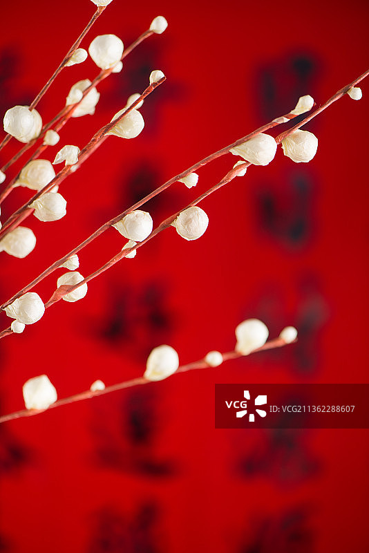 春节银柳装饰背景图片素材