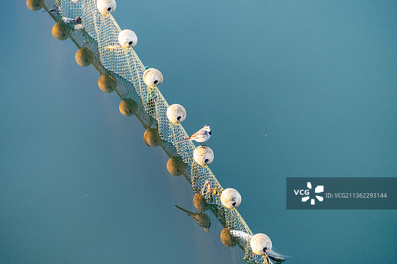 清晨礁石渔网上的水鸟图片素材