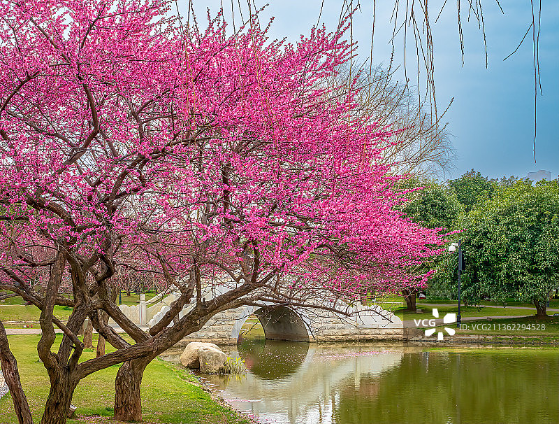 冬天里的梅花,一树梅花,红梅,小桥流水,屋角屋檐,墙角数枝梅图片素材