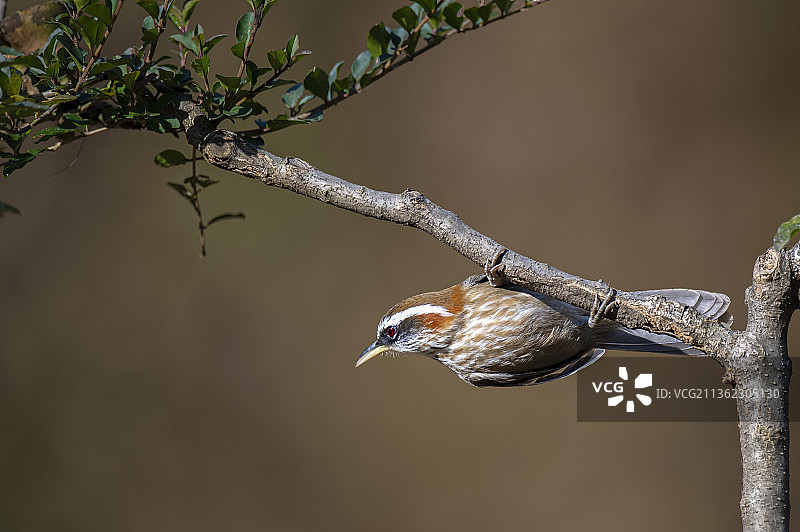 Streak-breasted Scimitar Babbler棕颈钩嘴鹛图片素材