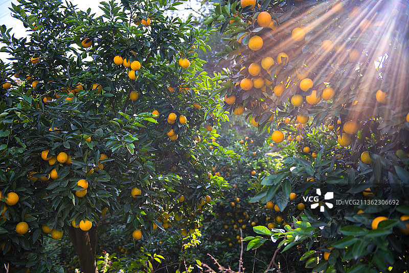 阳光照耀下的柑橘图片素材