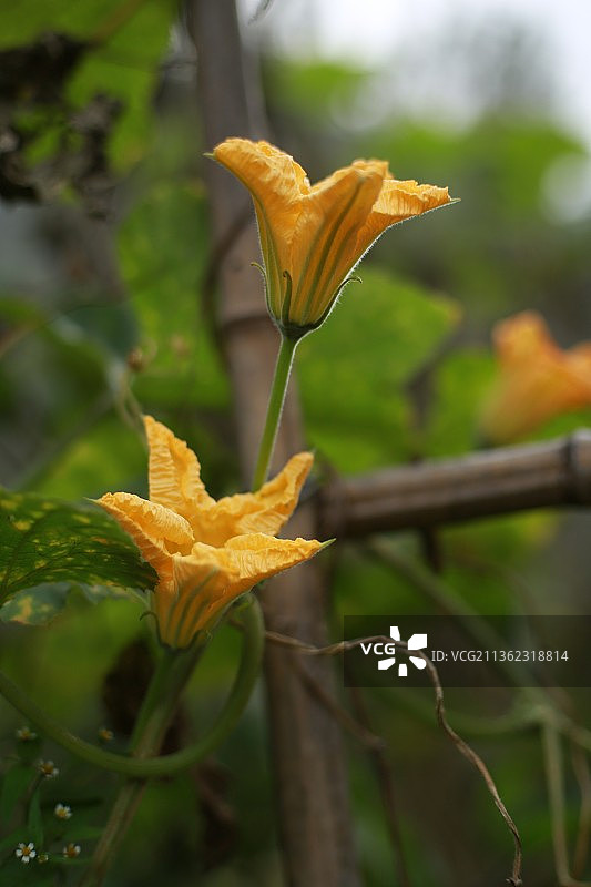 南瓜花图片素材