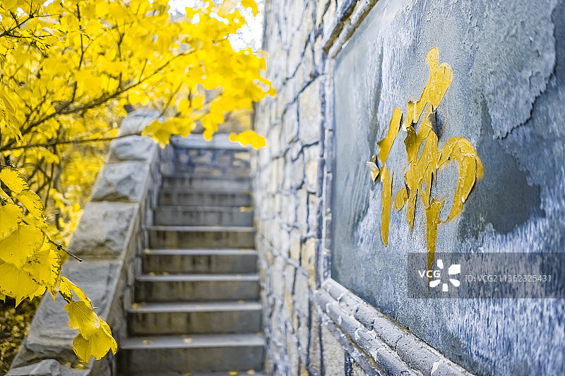 中国山东泰安泰山玉泉寺景区里秋天的黄色树叶图片素材