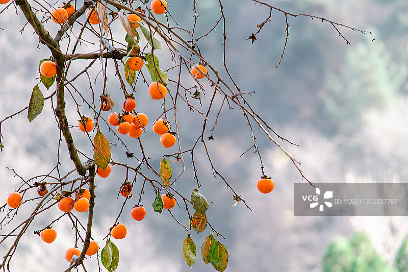中国山东泰安泰山玉泉寺景区内秋天的柿子树红了图片素材