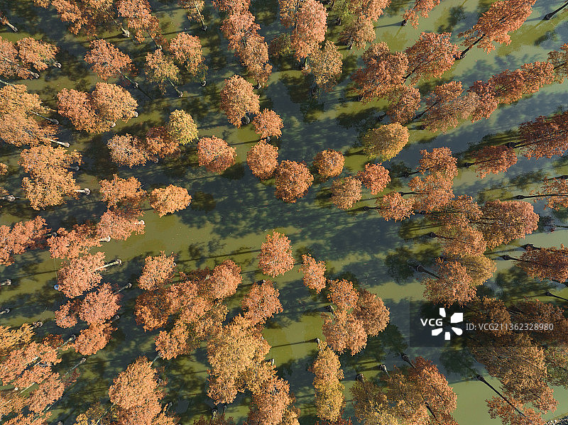 武汉新洲区涨渡湖秋景水杉池杉林航拍全景图图片素材