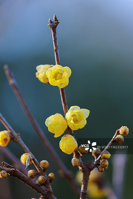 腊梅图片素材