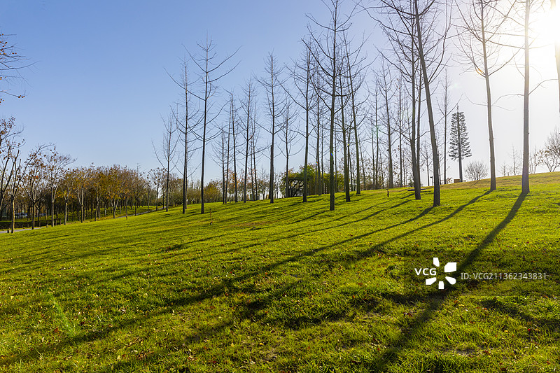 草地树林夕阳光影图片素材