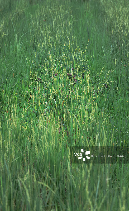 稻田里的麻雀图片素材