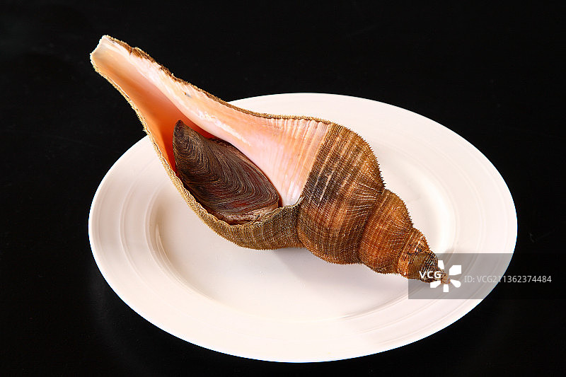 鲜活的海螺图片素材