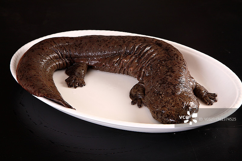 鲜活的娃娃鱼图片素材