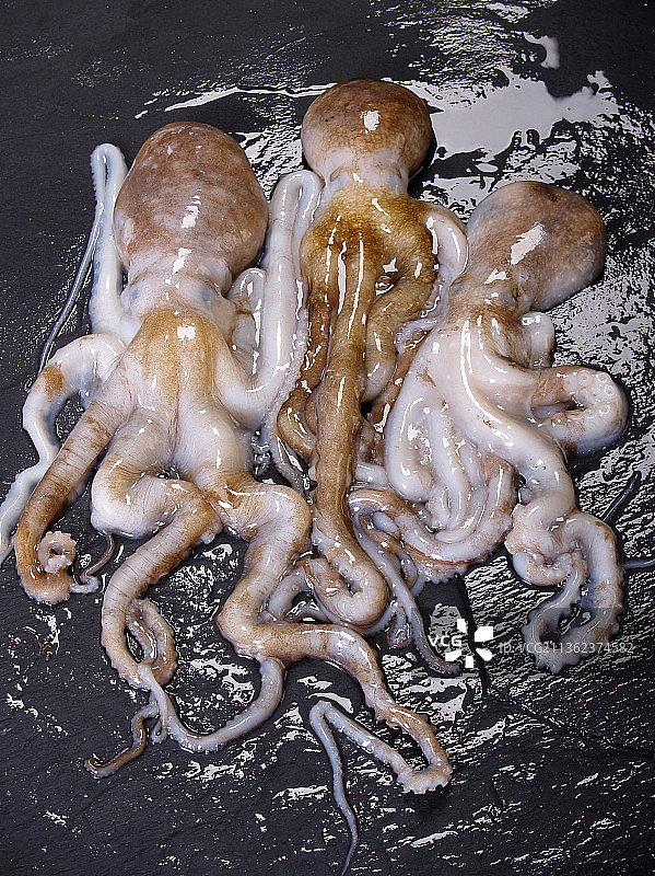 鲜活的八爪鱼图片素材