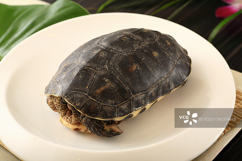 鲜活的草龟图片素材