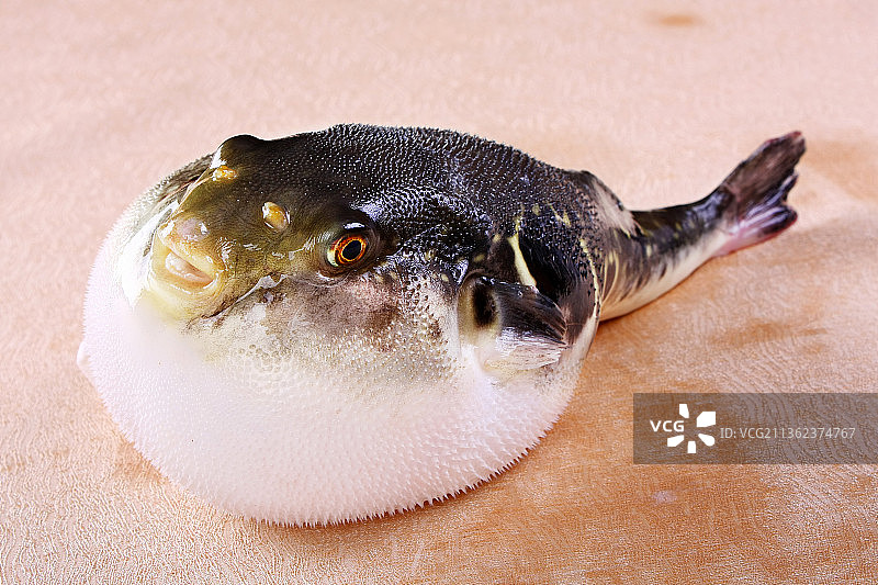 活的河豚鱼图片素材