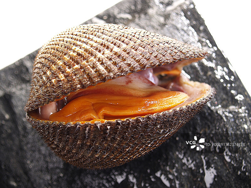 鲜活的赤贝图片素材