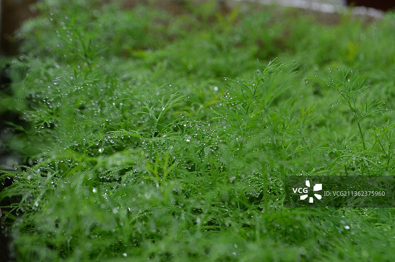 清晨露珠中的莳萝，越南湿草特写图片素材