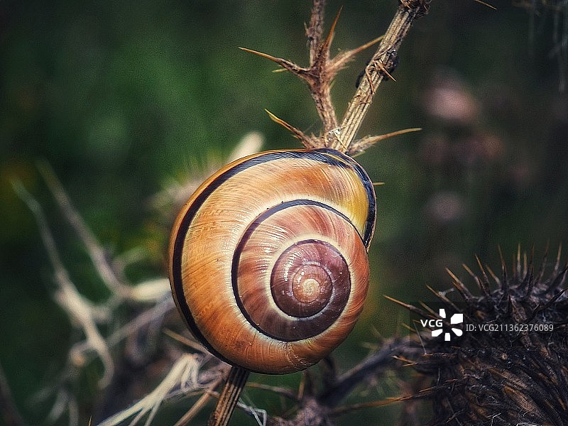 蜗牛在植物上的特写图片素材