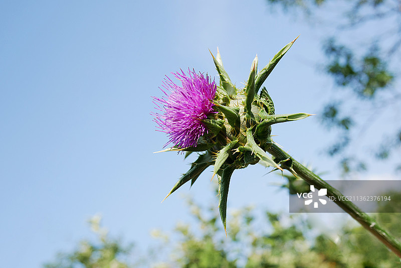 蓝天下的蓟花图片素材