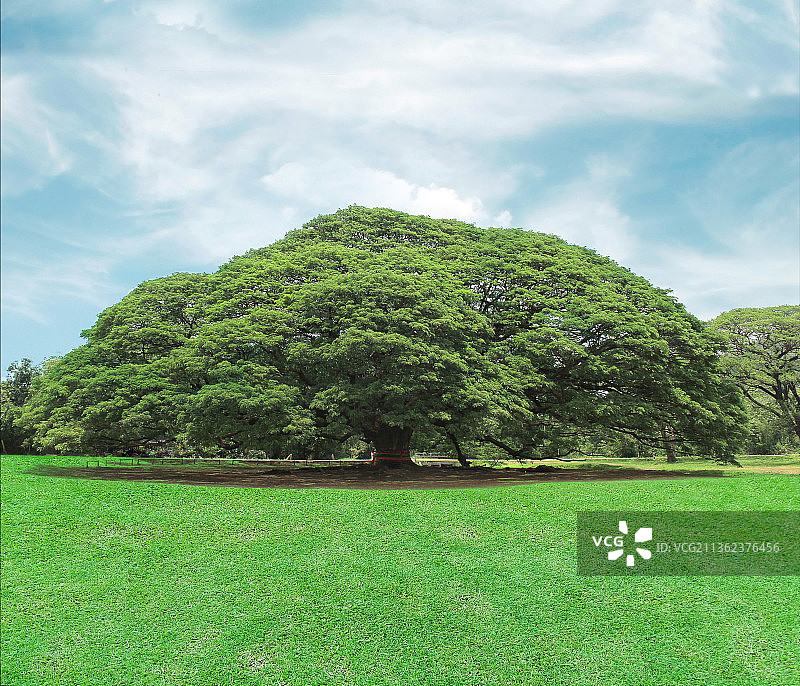 蓝天下公园里的大树图片素材