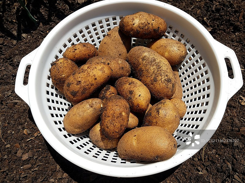白色容器或碗中带有泥土的马铃薯图片素材