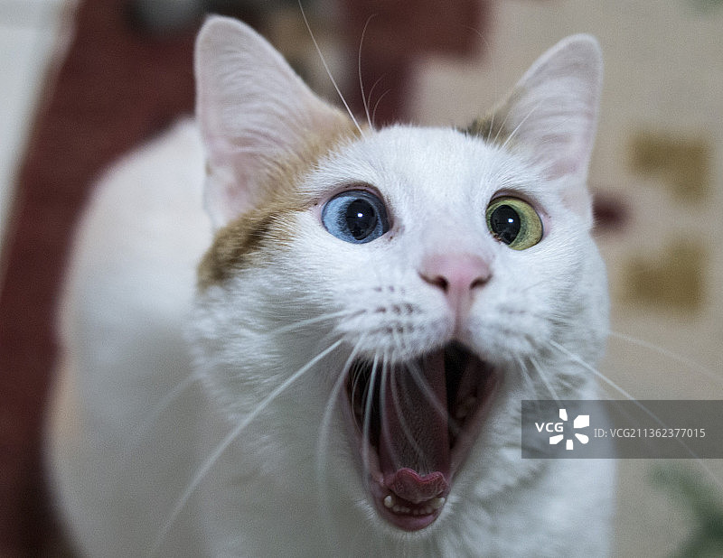 猫咪打哈欠特写图片素材